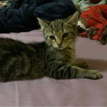 Teaspoon -  Domestic Short Hair Cat for Adoption in Martinsville, Indiana - Teaspoon | PetCurious