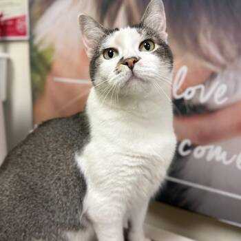 American Shorthair Cats Available for Adoption in Austin, Texas - Rose - Sweet And Loves Everyone | PetCurious
