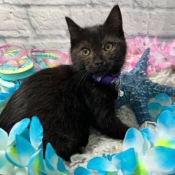 Eve -  Domestic Short Hair Cat for Adoption in Harrisonburg, Virginia - Eve | PetCurious