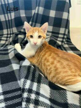 Rescue Tabby Cats for Adoption in Rushville, Illinois - Luis | PetCurious