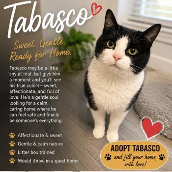 Tabasco -  Domestic Short Hair Cat for Adoption in Springboro, Ohio - Tabasco | PetCurious