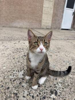 Bee -  Domestic Short Hair Cat for Adoption in Bayonne, New Jersey - Bee | PetCurious