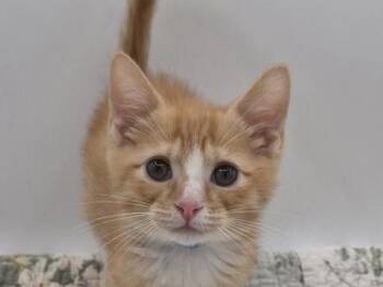 Mulder -  Domestic Short Hair Cat for Adoption in Portland, Oregon - Mulder | PetCurious