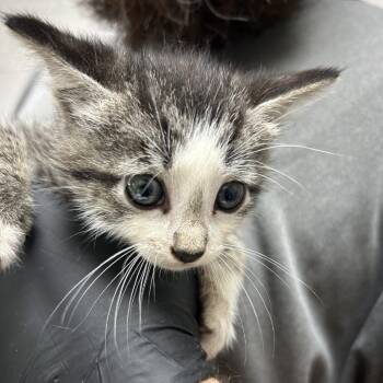 Toasty -  American Shorthair Cat for Adoption in Lufkin, Texas - Toasty | PetCurious