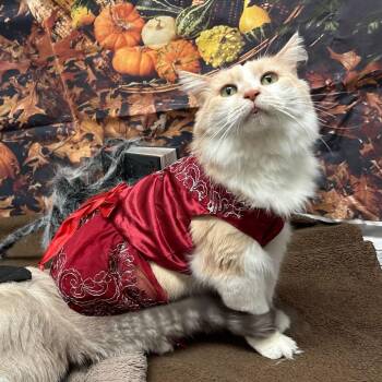 Domestic Long Hair Cats Available for Adoption in Dayton, Ohio - Bird | PetCurious