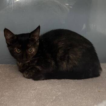 Domestic Short Hair Cats Available for Adoption in Port Charlotte, Florida - Venus | PetCurious