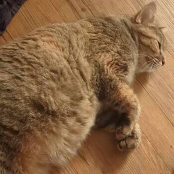 Rescue Domestic Long Hair Cats for Adoption in Midland, Texas - Ginny | PetCurious