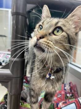 Rescue Domestic Short Hair Cats for Adoption in Houston, Texas - KARMELO | PetCurious