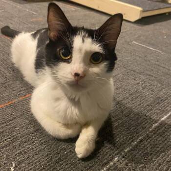 Rescue Domestic Short Hair and Tuxedo Cats for Adoption in Omaha, Nebraska - Sunshine | PetCurious