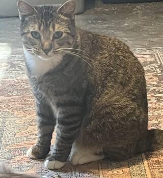 Rescue Munchkin Cats for Adoption in New Blaine, Arkansas - Sadie | PetCurious