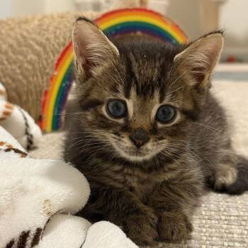 Rescue Domestic Short Hair Cats for Adoption in Bel Air, Maryland - Helsinki | PetCurious