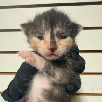 Jade (in Stevensville, MD) -  Domestic Short Hair Cat for Adoption - Jade (in Stevensville, MD) | PetCurious