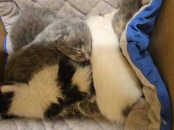 MUSHU -  Domestic Short Hair Cat for Adoption in Tustin, California - MUSHU | PetCurious
