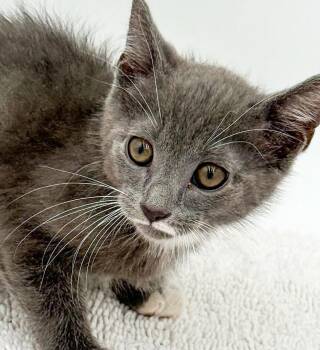 Lennox - What is not to love - Ultimate cutie - OLD ENOUGH TO GO -  Russian Blue and Turkish Van Cat for Adoption in Bedford Hills, New York - Lennox - What Is Not To Love - Ultimate Cutie - OLD ENOUGH TO GO | PetCurious