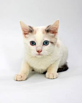 Dumpling -  Snowshoe and Domestic Short Hair Cat for Adoption in Morton Grove, Illinois - Dumpling | PetCurious