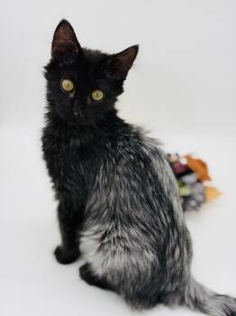 PeeP -  Domestic Long Hair Cat for Adoption in Lucedale, Mississippi - PeeP | PetCurious
