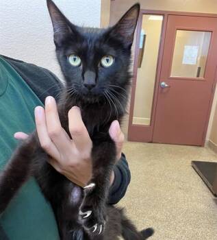 MAMBA -  Domestic Short Hair Cat for Adoption in Thousand Palms, California - MAMBA | PetCurious