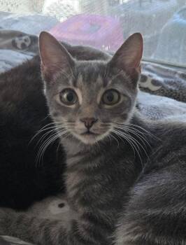 Barong -  Domestic Short Hair Cat for Adoption in Houston, Texas - Barong | PetCurious