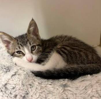 Scrabble -  Domestic Short Hair Cat for Adoption in Mason City, Iowa - Scrabble | PetCurious
