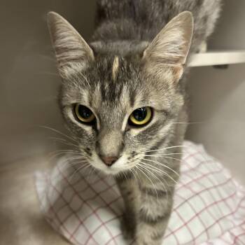 Martha -  Domestic Short Hair Cat for Adoption in Redwood City, California - Martha | PetCurious