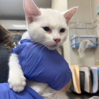 Dove -  Domestic Short Hair Cat for Adoption in Pekin, Illinois - Dove | PetCurious