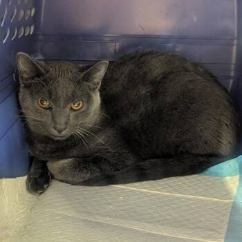 Domestic Short Hair Cats Available for Adoption in Salt Lake City, Utah - Mort | PetCurious