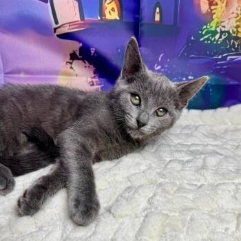 Sweetart -  Domestic Short Hair Cat for Adoption in Greensburg, Pennsylvania - Sweetart | PetCurious