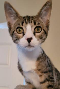Rescue Domestic Short Hair Cats for Adoption in Lawrenceville, Georgia - Sandy | PetCurious