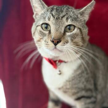 FLBP-Tony -  Domestic Short Hair Cat for Adoption in Buffalo, New York - FLBP-Tony | PetCurious