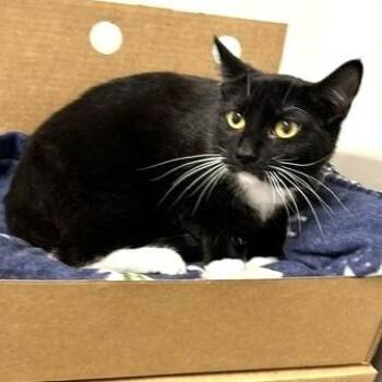 Domestic Short Hair Cats Available for Adoption - Avenue | PetCurious