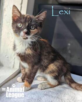 Rescue Calico Cats for Adoption in Groveland, Florida - Lexi | PetCurious