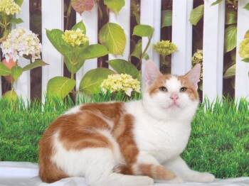 Domestic Short Hair Cats Available for Adoption - OJ | PetCurious