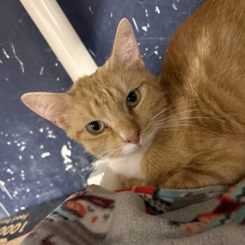 Domestic Short Hair Cats Available for Adoption in Evansville, Indiana - Lantern | PetCurious