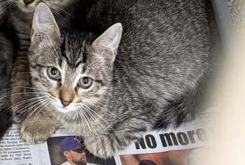 Rescue Domestic Medium Hair Cats for Adoption in Belton, Texas - Mashed Potato | PetCurious