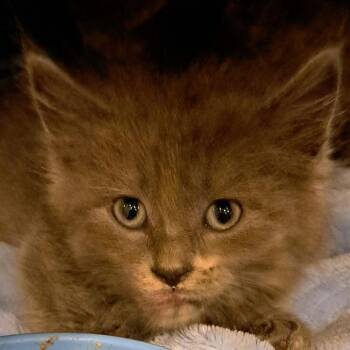 Dodger -  Domestic Short Hair Cat Available for Adoption in Green Forest, Arkansas - Dodger | PetCurious