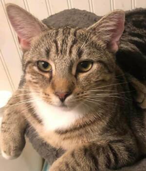 Peter -  Domestic Short Hair Cat for Adoption in Little Mountain, South Carolina - Peter | PetCurious