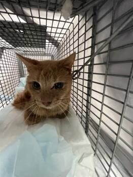 COMET -  Domestic Short Hair Cat for Adoption in Fort Lauderdale, Florida - COMET | PetCurious
