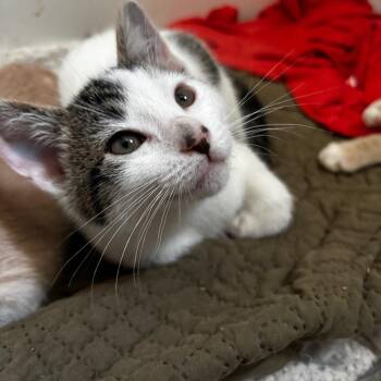 Oreo -  Domestic Short Hair Cat for Adoption in NEW PT RICHEY, Florida - Oreo | PetCurious