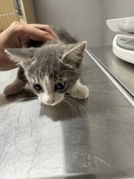 Aurora -  Domestic Short Hair Cat for Adoption in Pequot Lakes, Minnesota - Aurora | PetCurious
