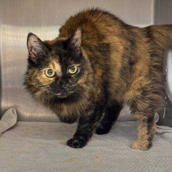 Cookie -  Domestic Medium Hair Cat for Adoption in Englewood, Florida - Cookie | PetCurious