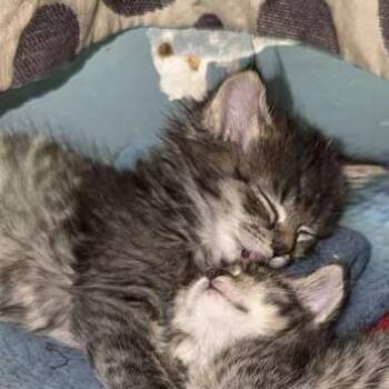 Ashe -  Domestic Short Hair Cat Available for Adoption in Winchester, Virginia - Ashe | PetCurious