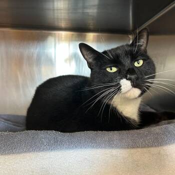 Aries -  Domestic Short Hair Cat for Adoption in Dover, New Hampshire - Aries | PetCurious