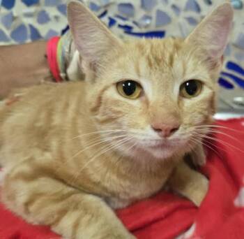 Domestic Short Hair Cats Available for Adoption in Pensacola, Florida - GINNY | PetCurious