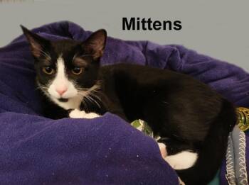Domestic Short Hair Cats Available for Adoption - Mittens Dut.  (sweet Kitten;  Brother To Socks) | PetCurious