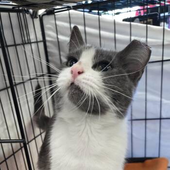 Tuscany -  Domestic Short Hair Cat for Adoption in Mokena, Illinois - Tuscany | PetCurious