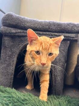 Rusty -  Domestic Short Hair Cat for Adoption in Breinigsville, Pennsylvania - Rusty | PetCurious