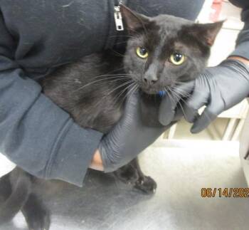 Bagheera(622) -  Domestic Short Hair Cat for Adoption in Marietta, Georgia - Bagheera(622) | PetCurious
