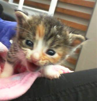 Rescue Domestic Short Hair Cats for Adoption in Dallas, Texas - GRETA | PetCurious