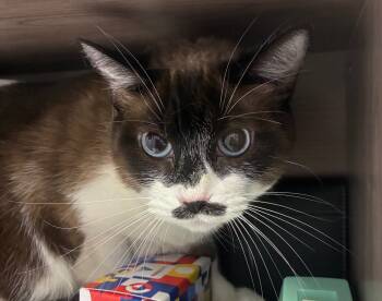 Rescue Domestic Short Hair Cats for Adoption in Denham Springs, Louisiana - Esther | PetCurious