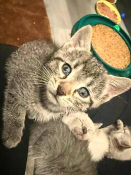 Dickie -  Domestic Short Hair Cat for Adoption in Winnipeg, Manitoba - Dickie | PetCurious